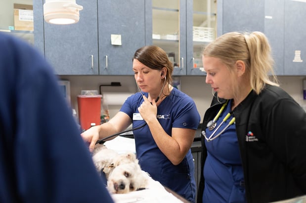 Images VCA Angel Animal Hospital