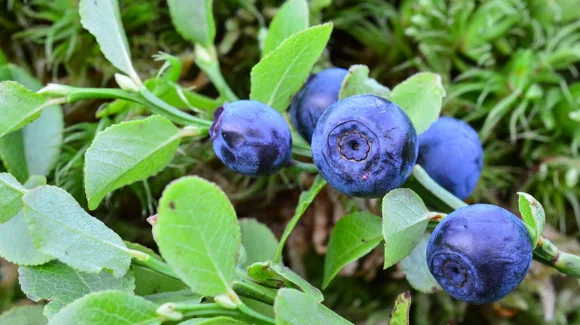 Images Marja Bothnia Berries Oy Ltd