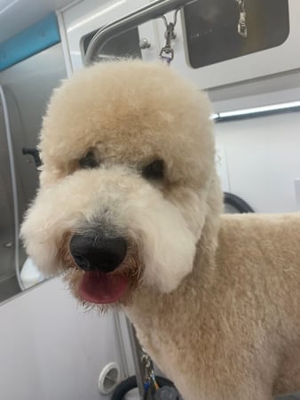 Images Pet, Rinse, Repeat Grooming, Mobile, Salon & Boarding