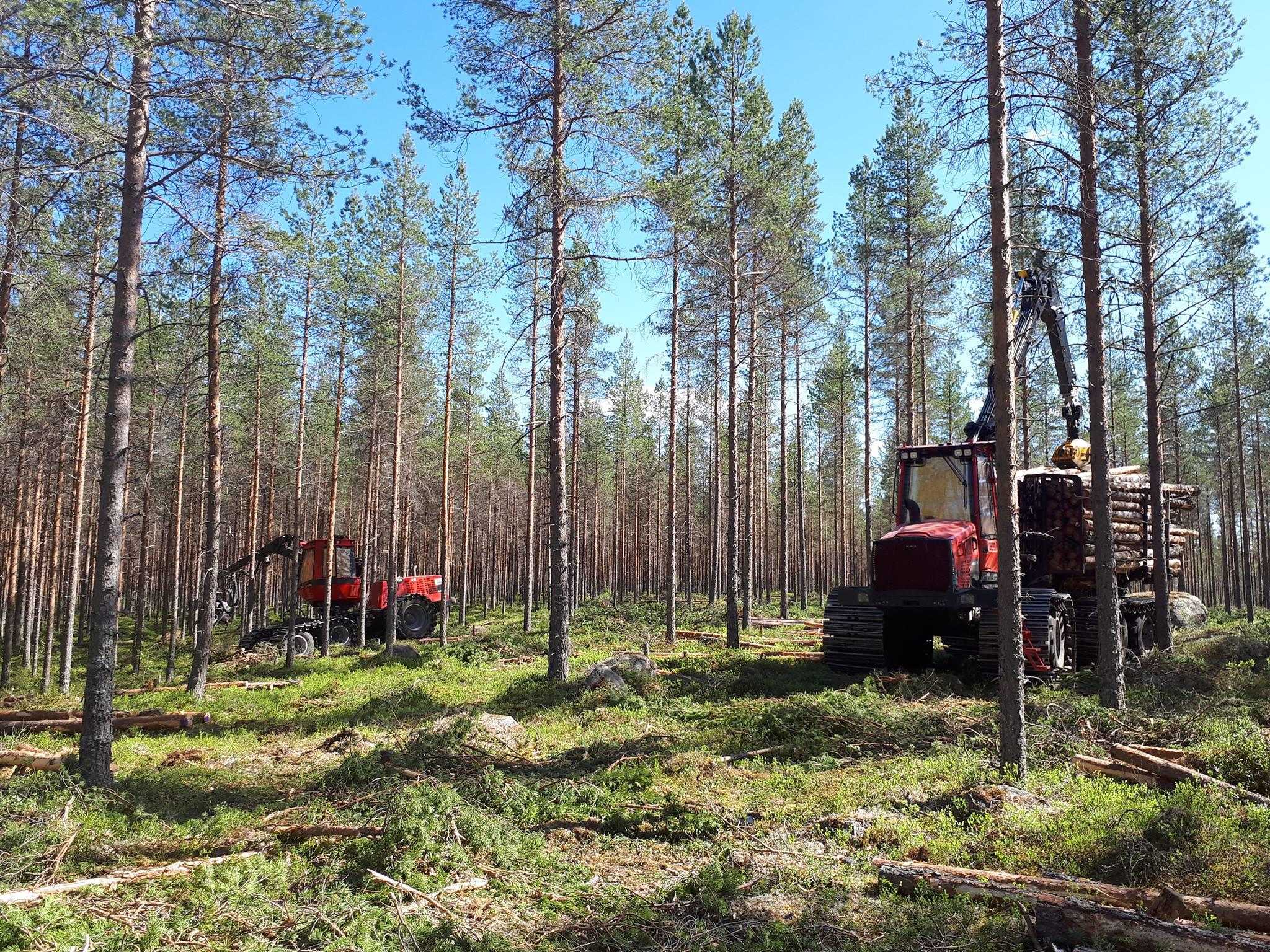 Images Koivumäki Forest Oy