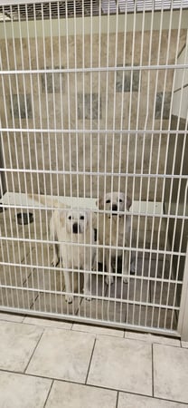 Images VCA Santa Margarita Animal Hospital