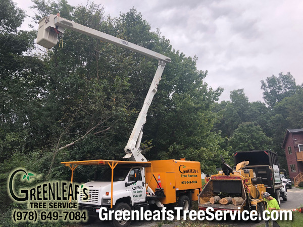 Greenleaf's Tree Service Photo