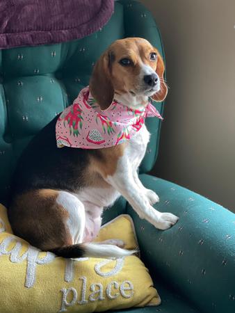 Images Space Coast Mobile Dog Grooming