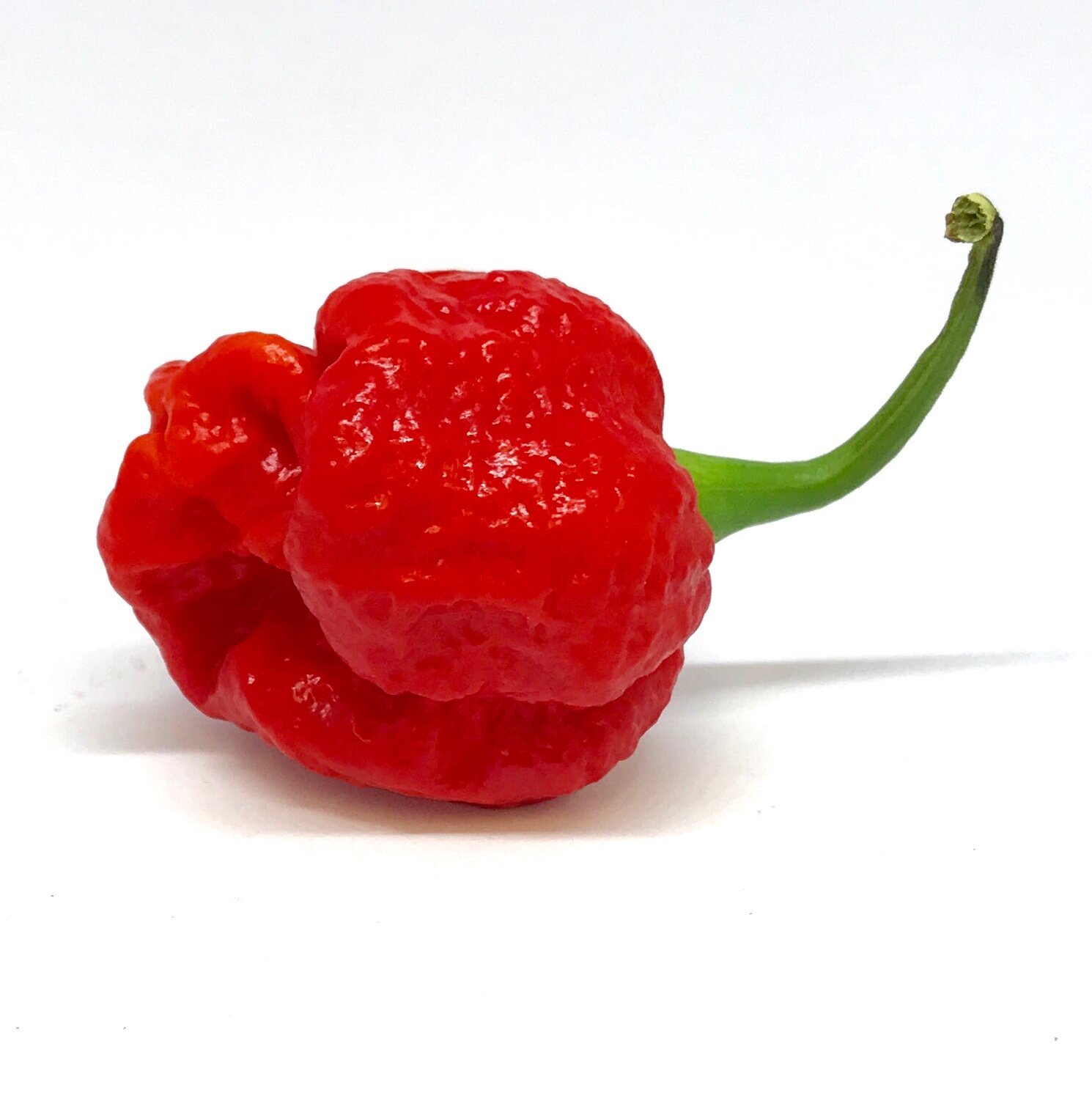 Images Chilli Mash Company