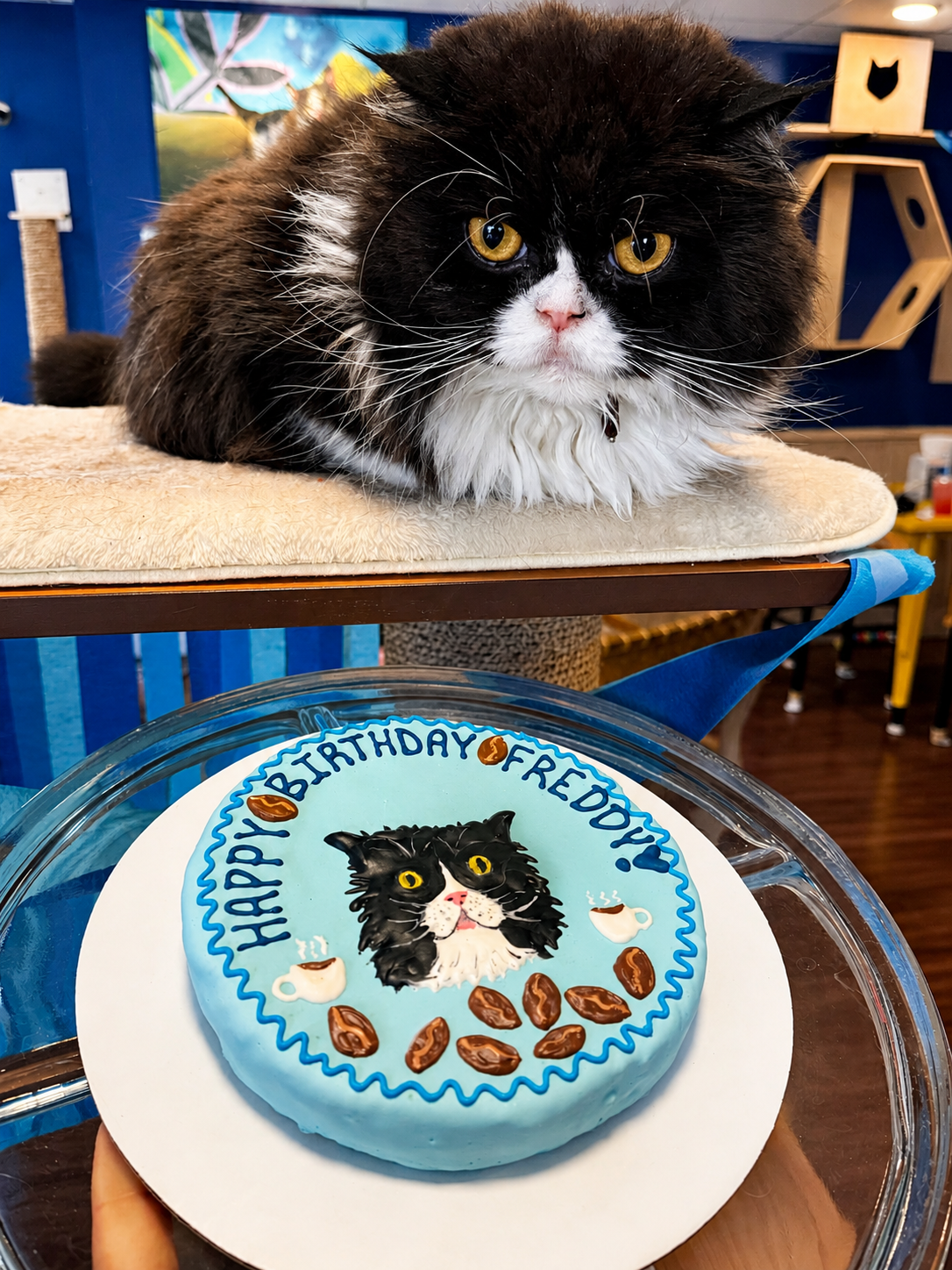 Celebrate Freddy's birthday at Bertha's Beans Cat Café! This fluffy black-and-white cat poses beside 