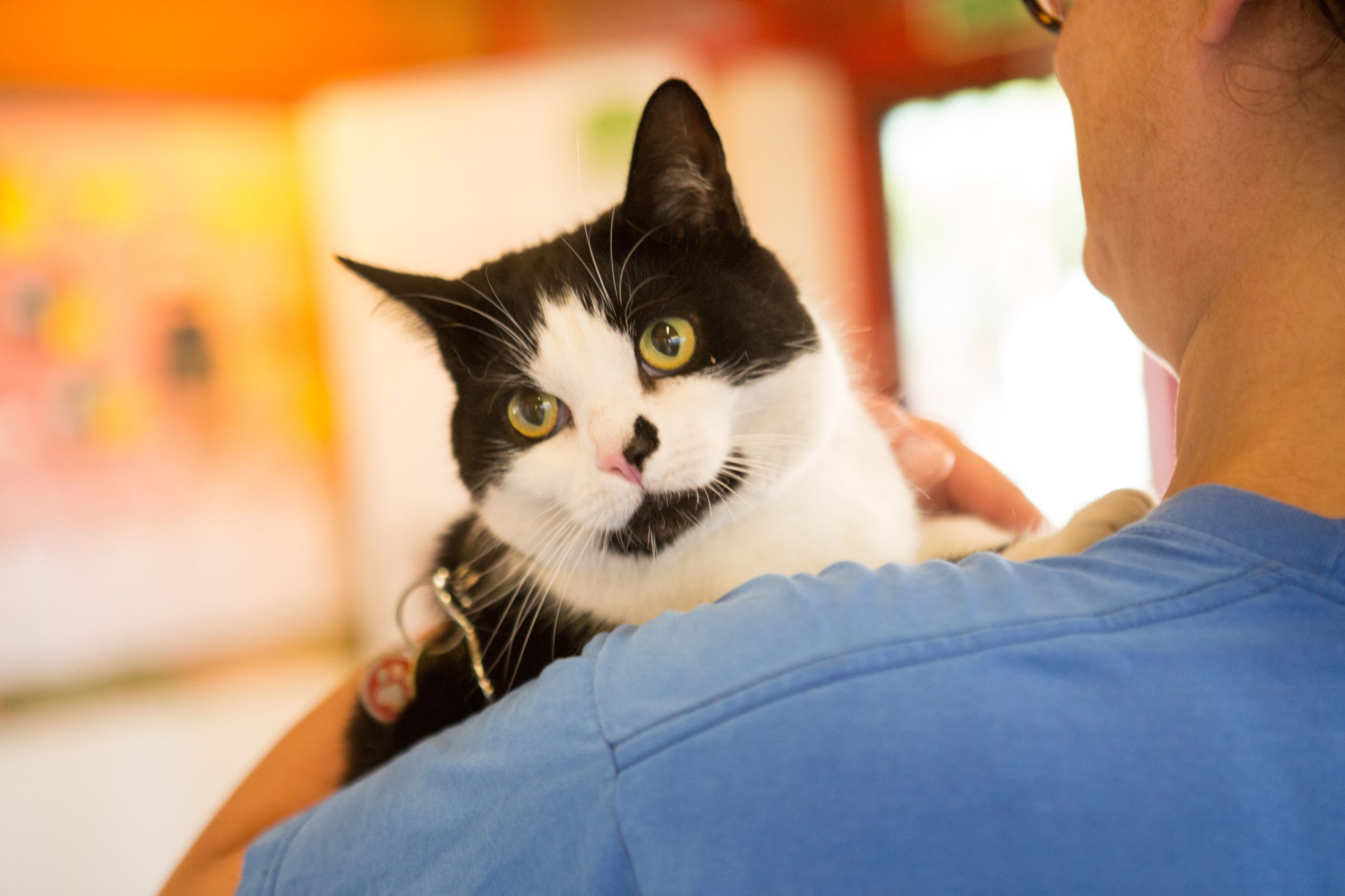 Images The Animal Clinic