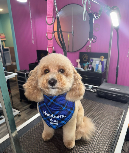 Images Love and Care Grooming Salon