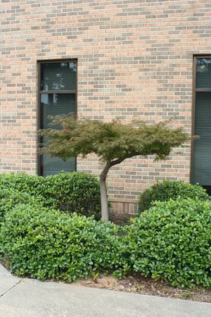 Images Top Notch Lawns