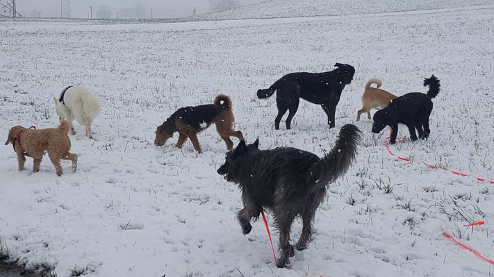 Hundeschule Zürioberland, Ufgäntstrasse 6 in Bubikon