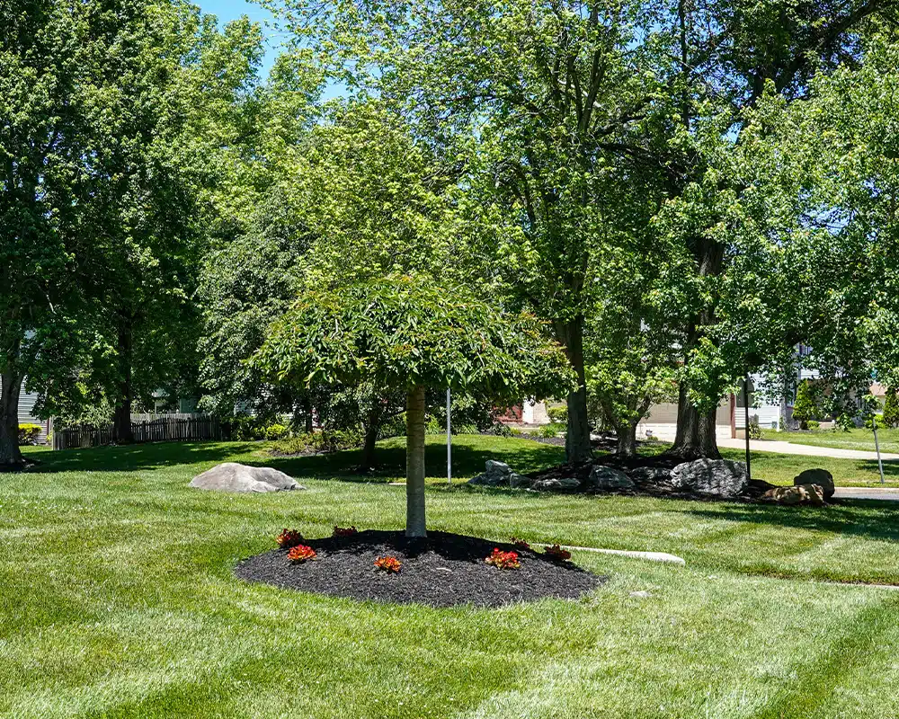 SunnySide Landscapes Image