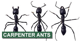 Images Grenier's Pest Control