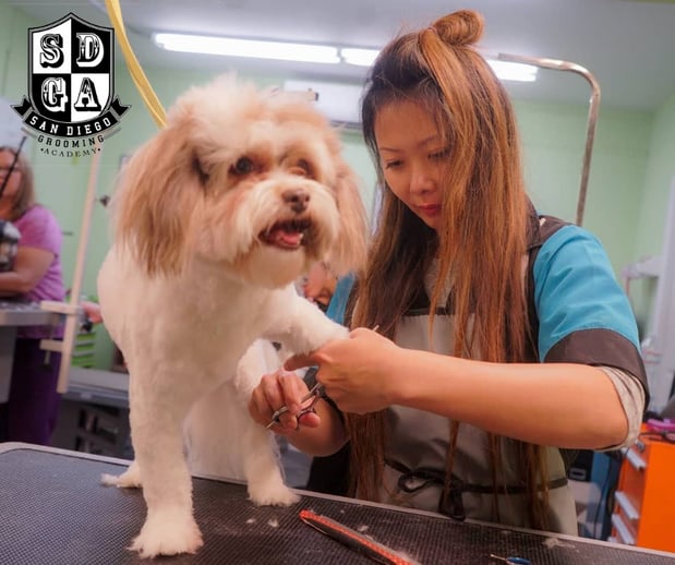 Images San Diego Grooming Academy