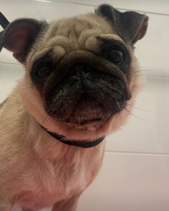 Images Bagnetto E Coccole