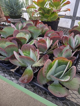 Images Grant Line Garden Center & Nursery