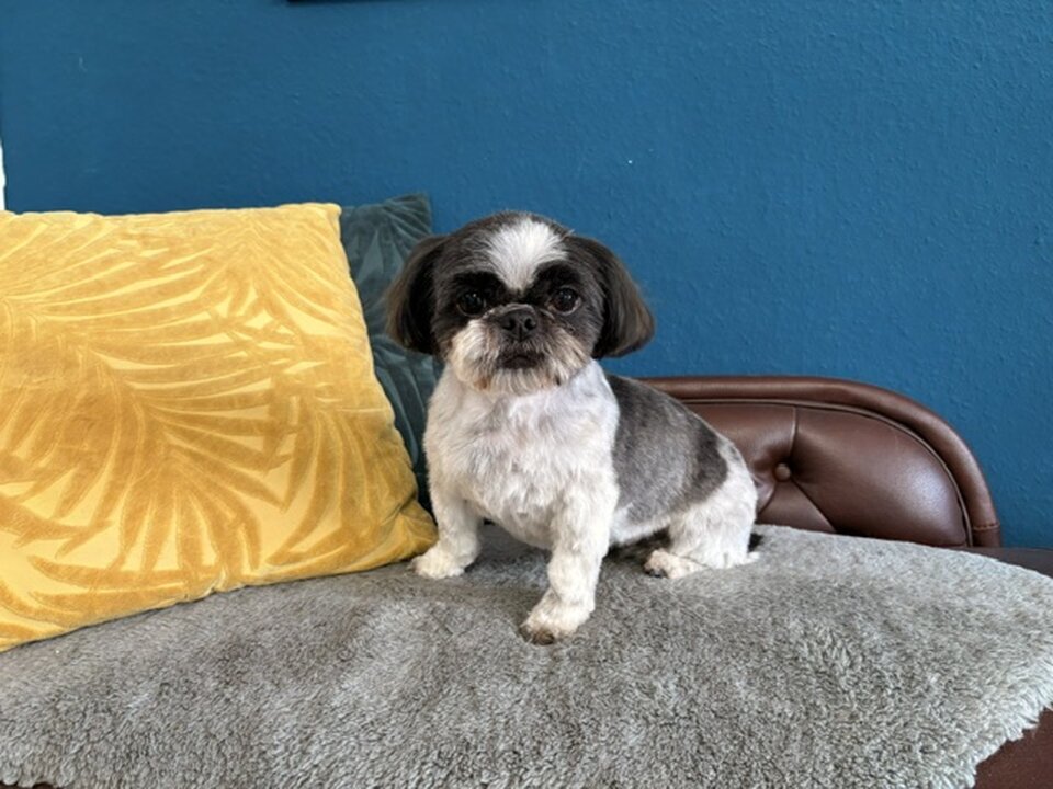 Artgerecht-dogspa, Gereonstraße 10 in Willich