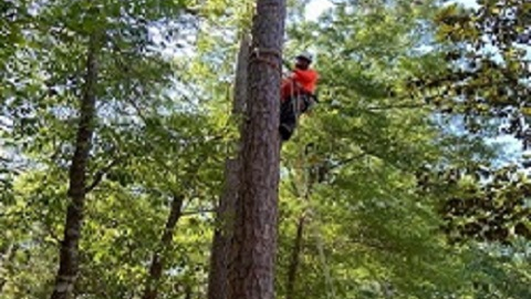 Images Diven Tree Services