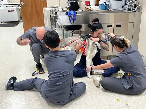 Images VCA Bent Tree Animal Hospital