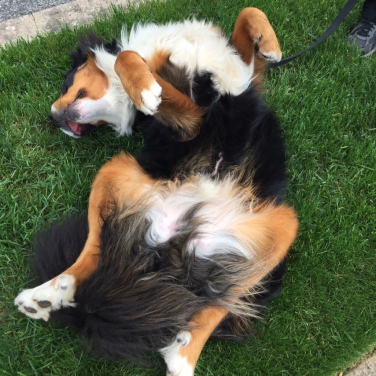 Hudson is enjoying the wind between his toes during his stress-free boarding at Pets Are Inn.