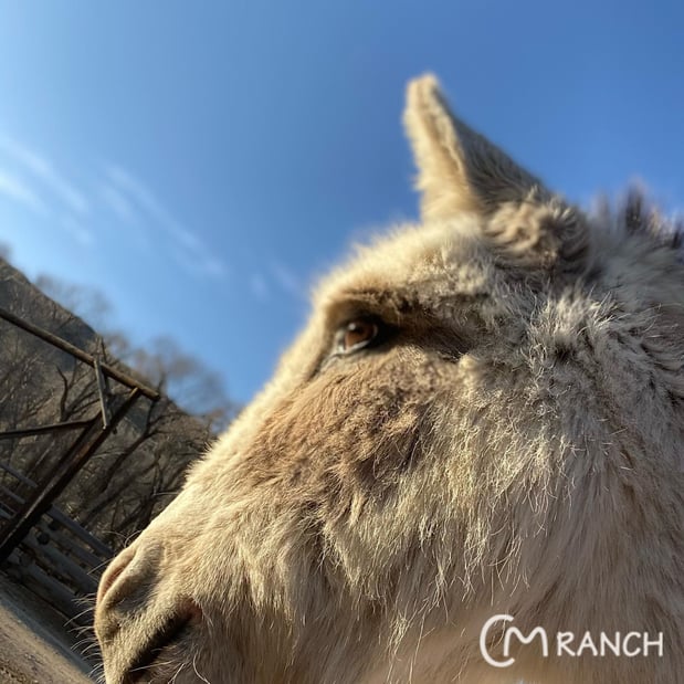 Images CM Ranch