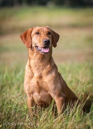 Images Quick Trigger Kennels