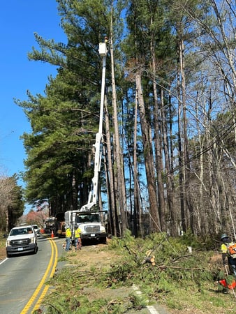 Images Y & VA TREE SERVICES LLC