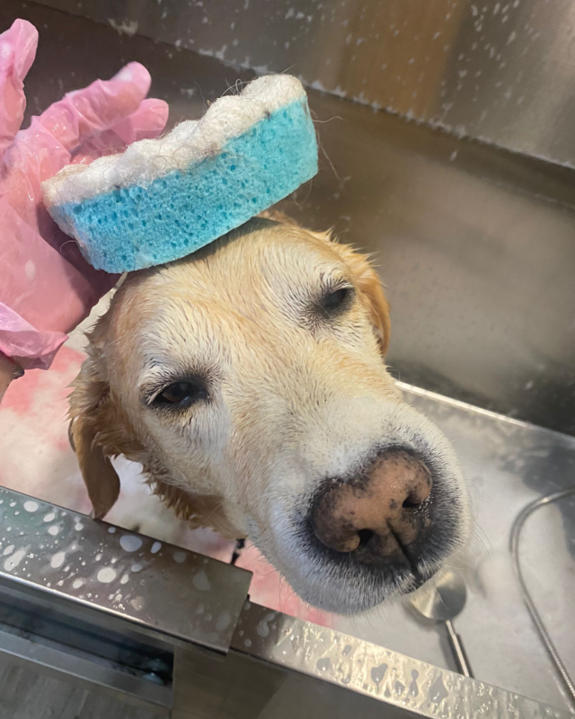 Images Bagnetto E Coccole