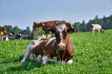 Aubry Sacco Farm SA Vuisternens-devant-Romont, Route de Romont 17 in Vuisternens-Devant-Romont