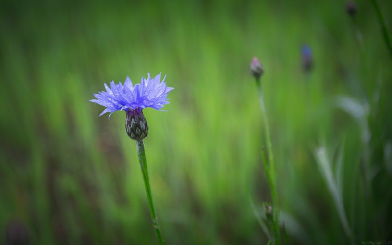 Images Funerale Piacenza - Onoranze Funebri Fariselli