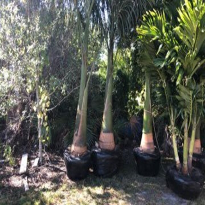 Images Gustavo Flores Lawn Service Inc