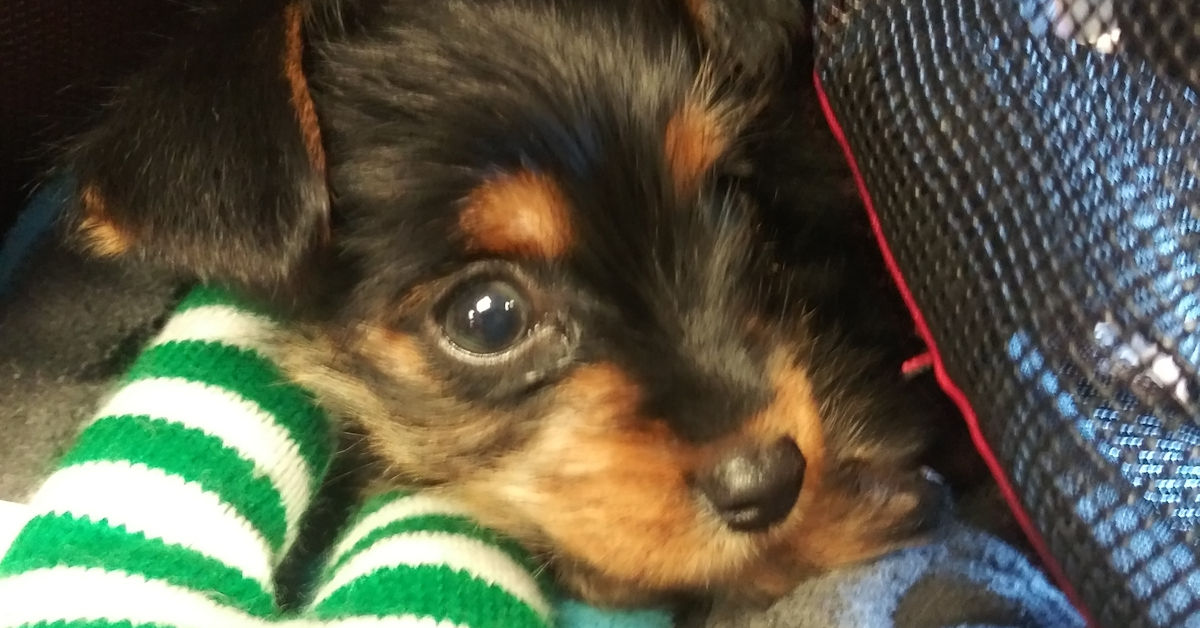 Image of Local Pet Event Free Dog Training Seminar: Potty/Crate Training (Cutler) Nearby
