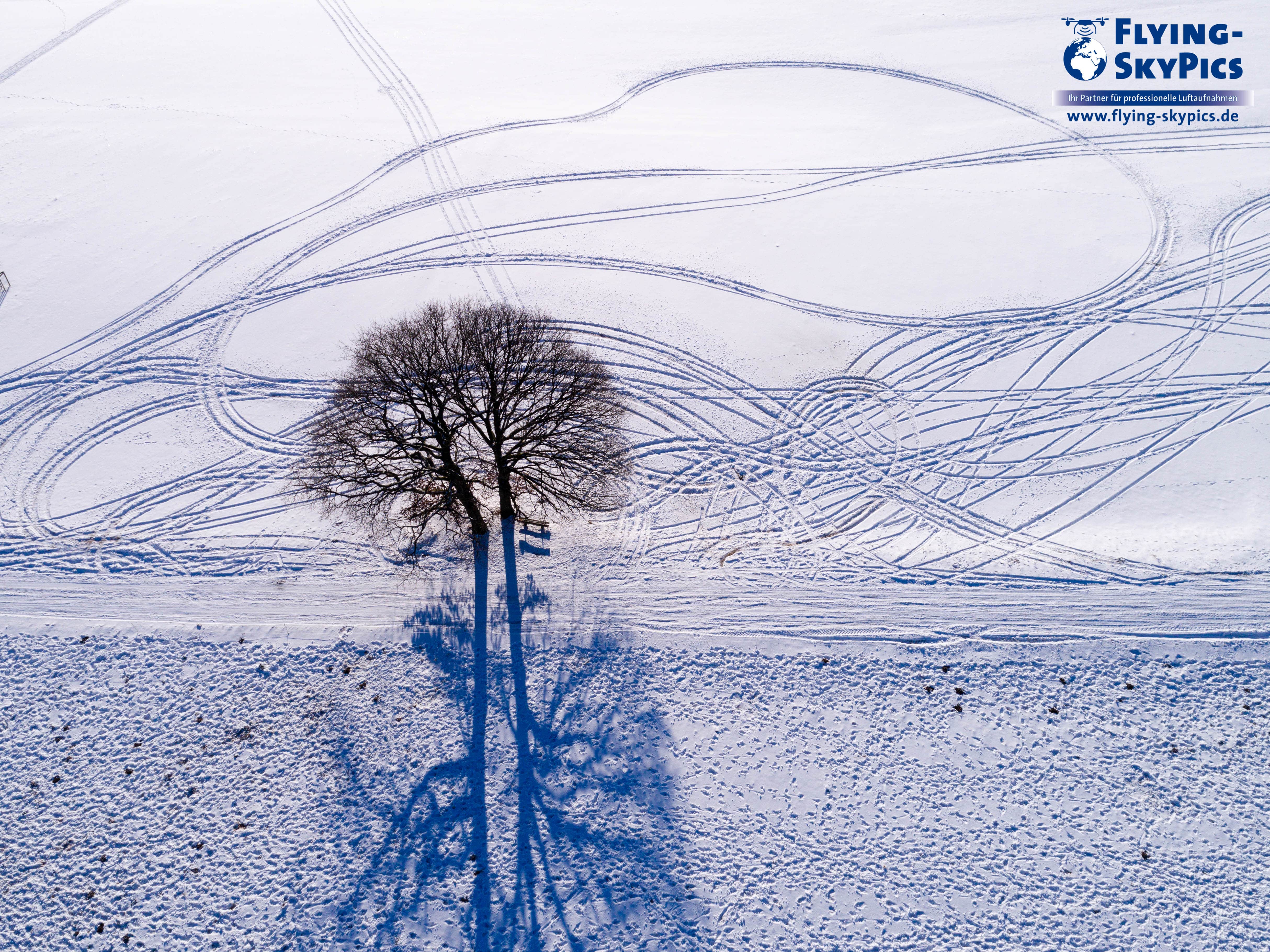 Winterstimmung aus der Luft mit Baum im Schnee