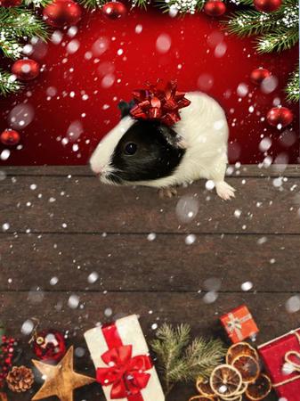 Images Frank's Pet Shop