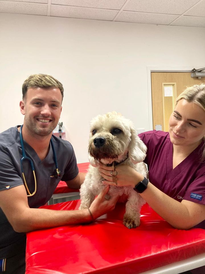 Images Streatham Hill Veterinary Surgery