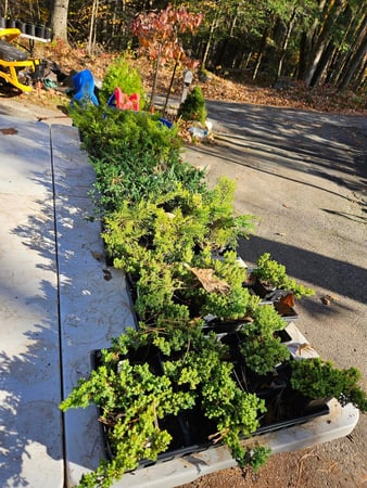 Images A.J.'s Evergreen Nursery, LLC