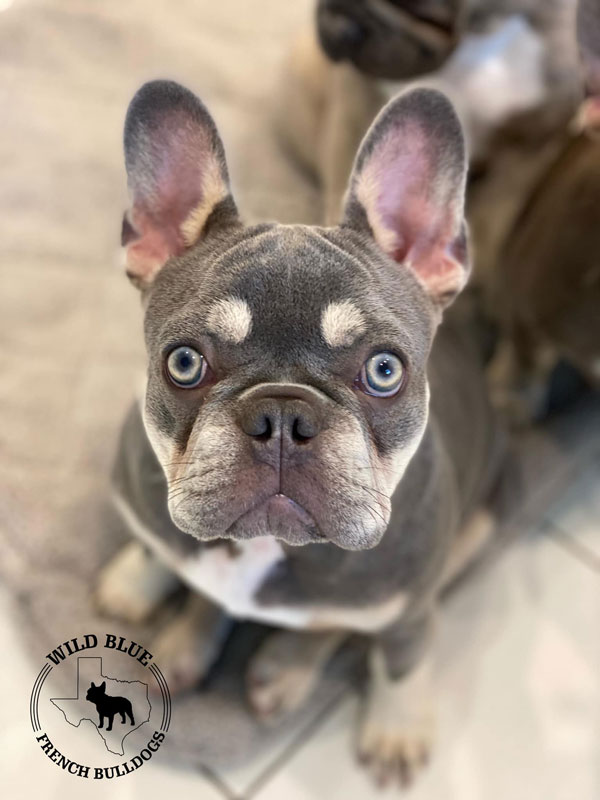 Images Wild Blue French Bulldogs