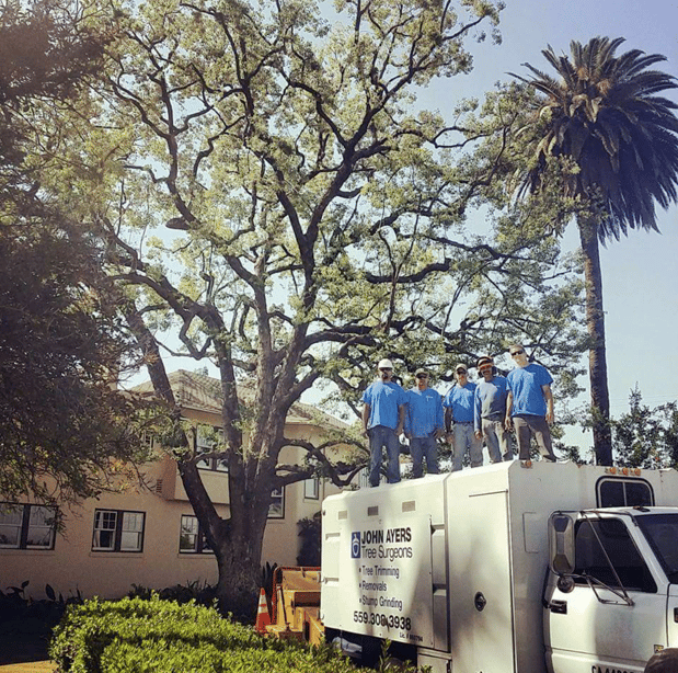 Images John Ayers Tree Surgeons