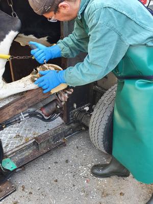 Kibke Klauenpflege, Trentlage 4 in Quakenbrück