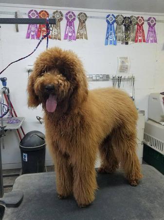 Images Happy Tails Groom & Board