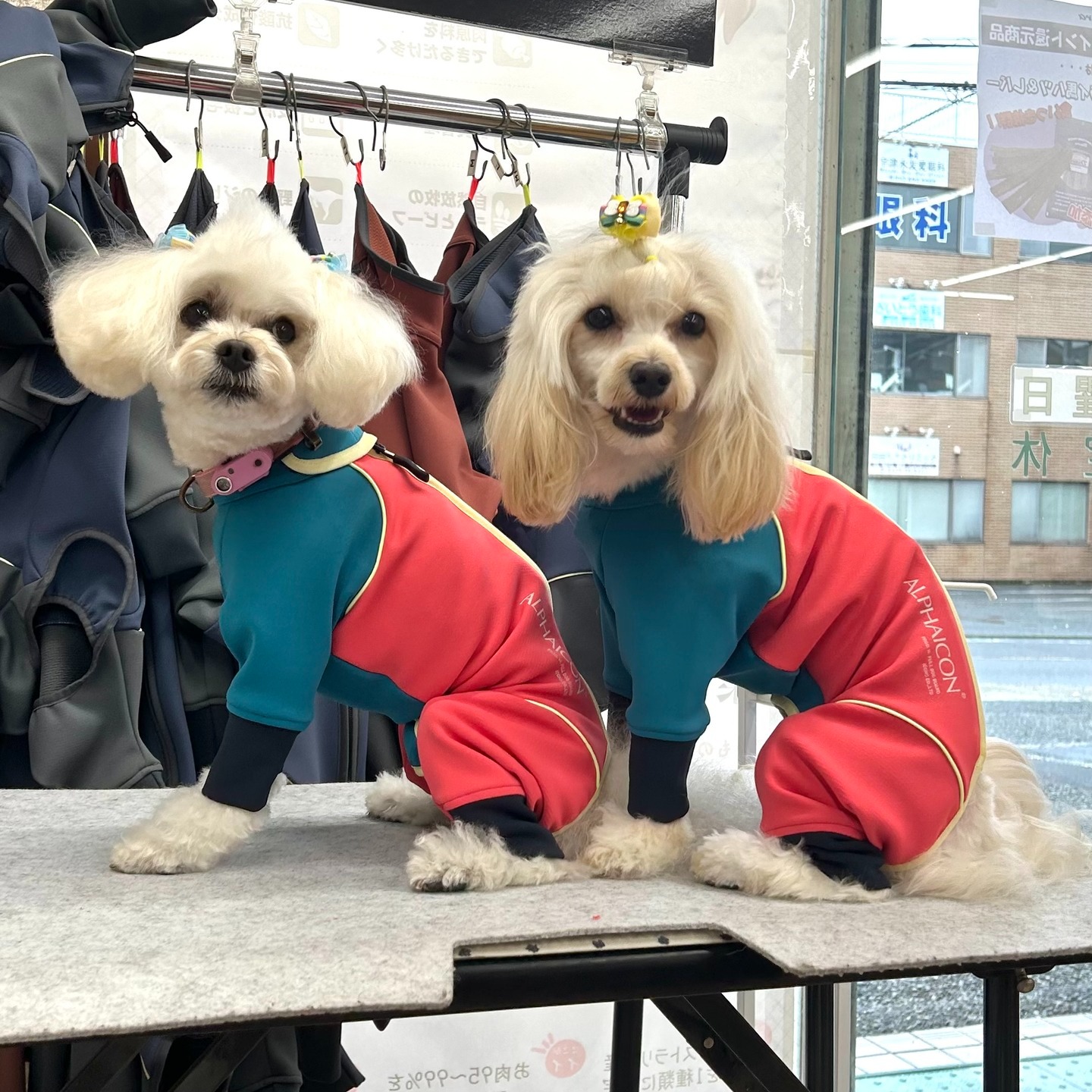 Images たまとポチ 宇津木店