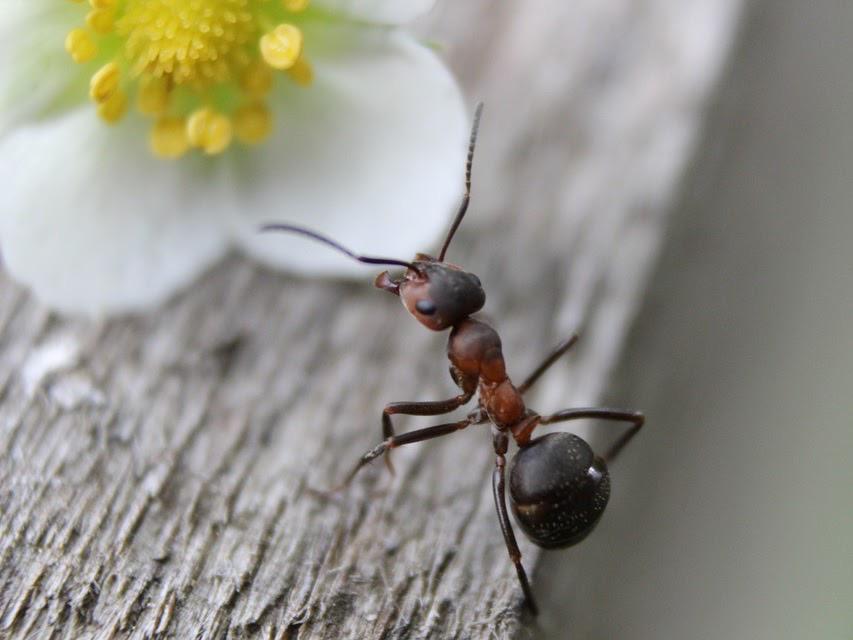 Facility Pest Control Photo