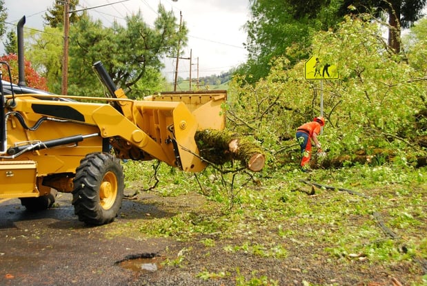 Images Vega's Tree Service