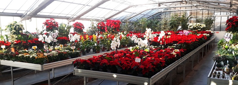 Images Floricoltura Radaelli