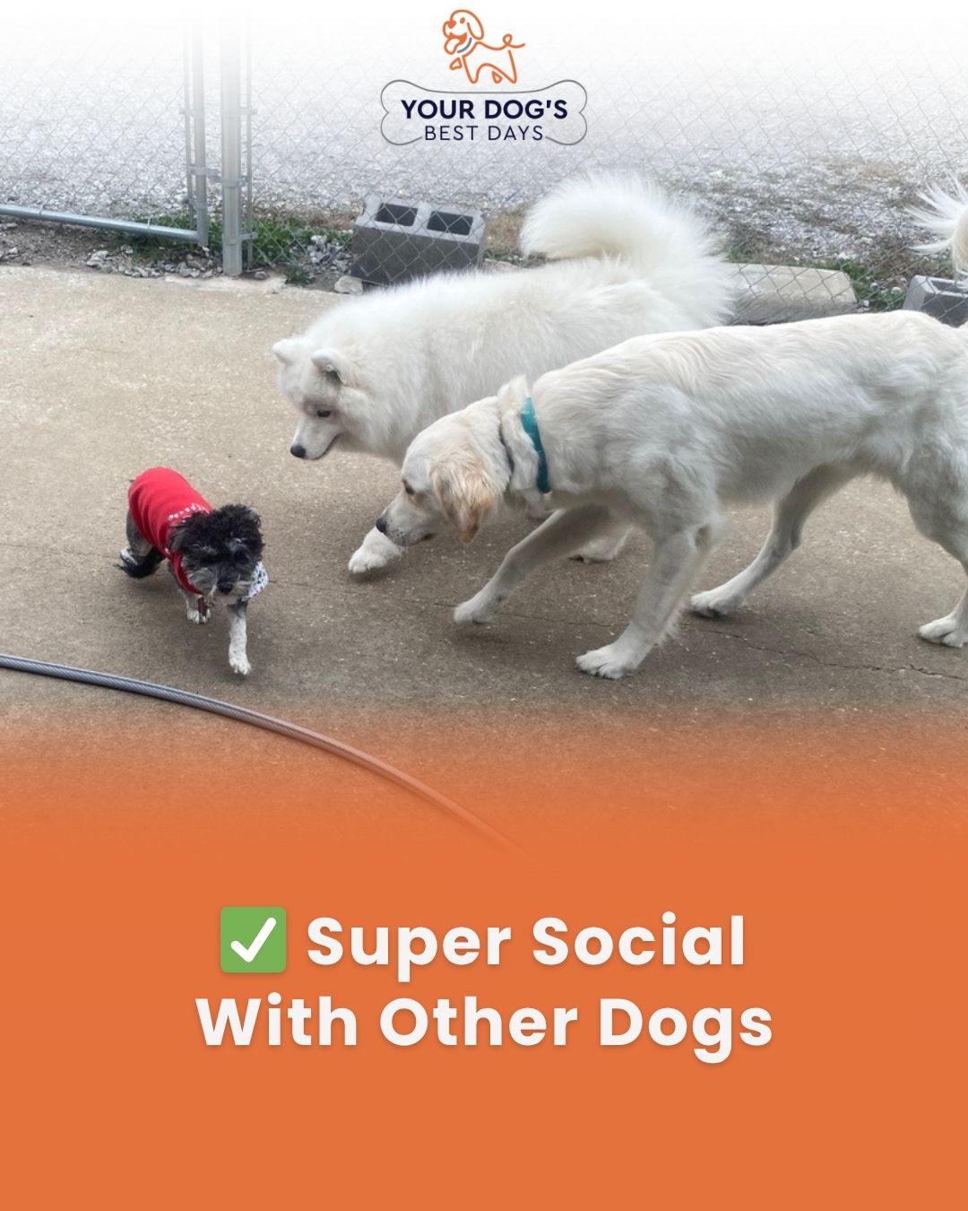 Dog daycare socialization photo showing Pepper playing and interacting with other dogs in a safe group setting.