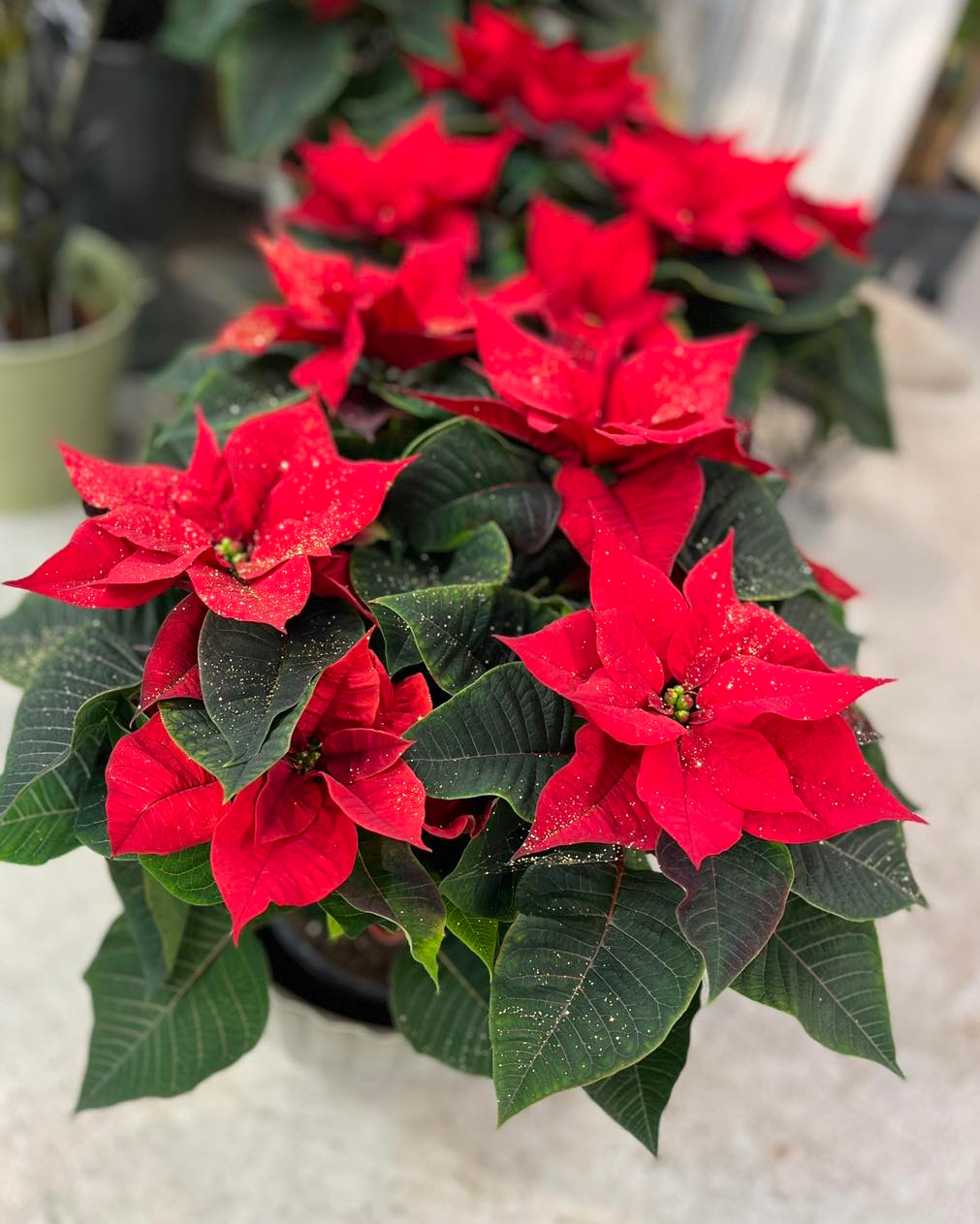 Images Frudalen Hagesenter AS