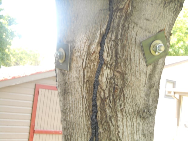 Images Wellman Tree Service