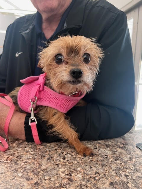 Images VCA Green Animal Hospital