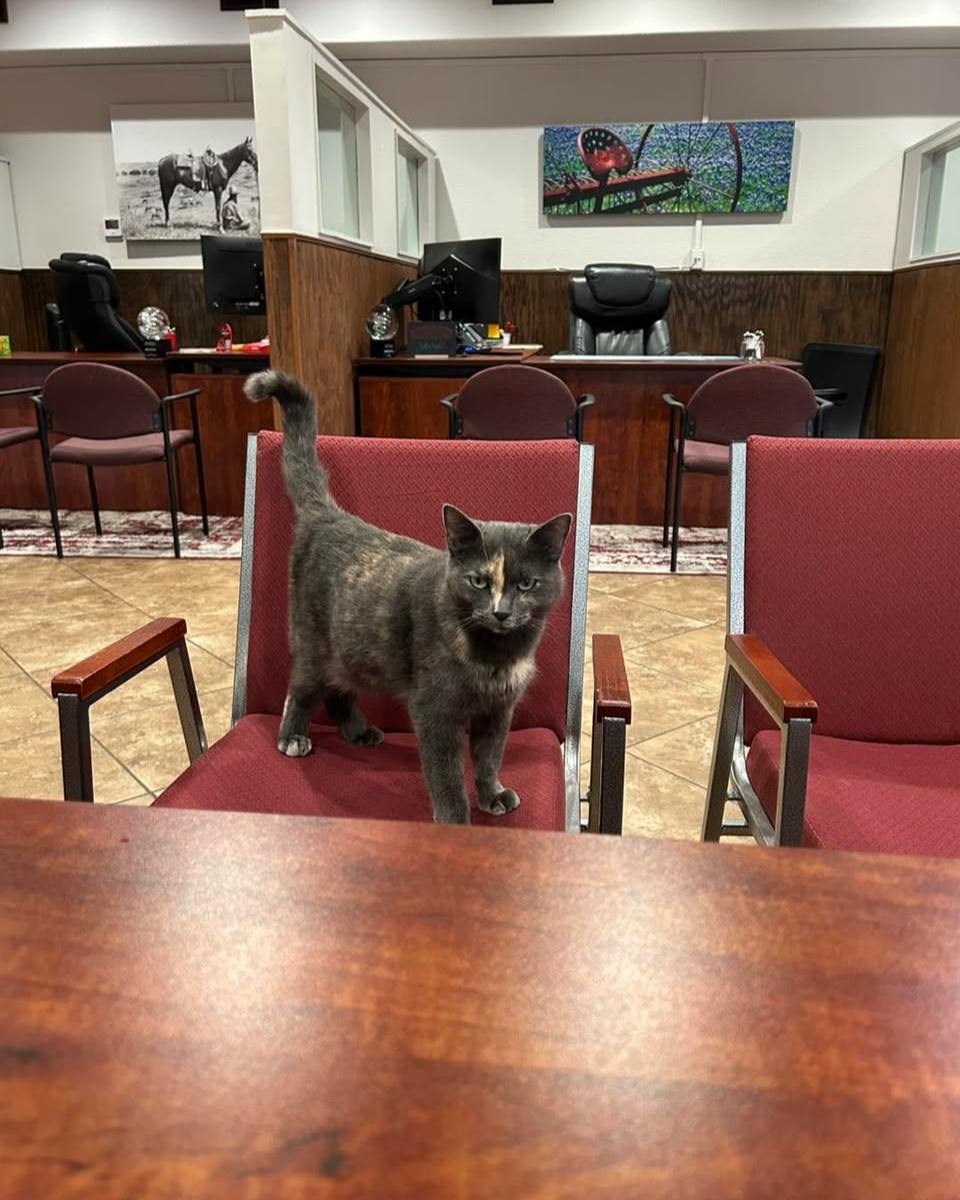 It is with heavy hearts that we share the passing of our beloved office cat, Patches. She was a cherished member of the Matthew Williams State Farm team, bringing comfort and joy to our office each day. We will deeply miss her gentle presence and the happiness she brought to our team and visitors. Thank you to everyone who loved and cared for Patches! Her passing is a reminder to appreciate the people and moments that matter most. Rest in peace, sweet Patches. She will always hold a special place in our hearts.