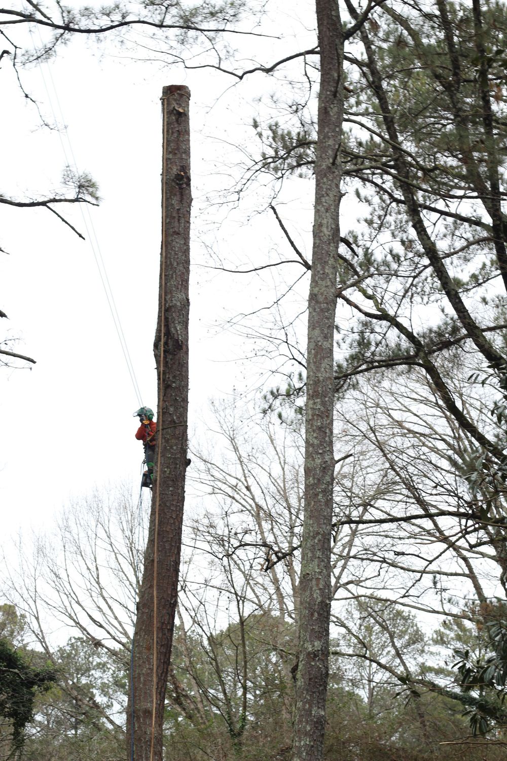 This image showcases professional tree removal, featuring a climber high up on a pine spar. The arborist uses specialized rigging and climbing equipment to safely dismantle a large tree.