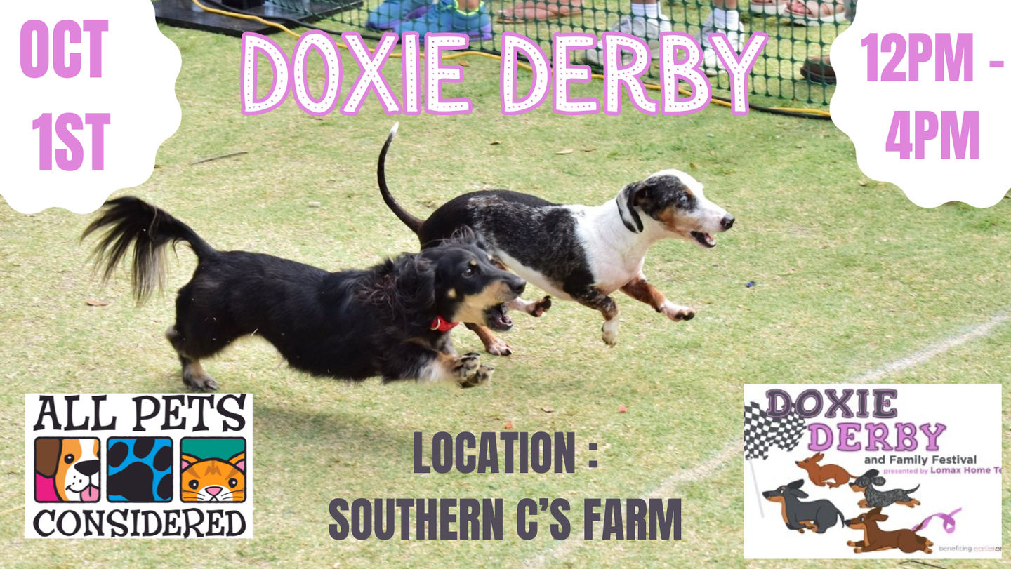 Doxie derby hot sale