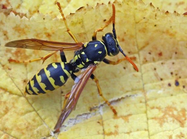 Images Front Range Pest Control of Fort Collins Inc.